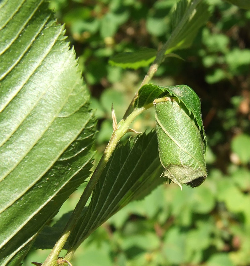 Barilotto di Curculionidae